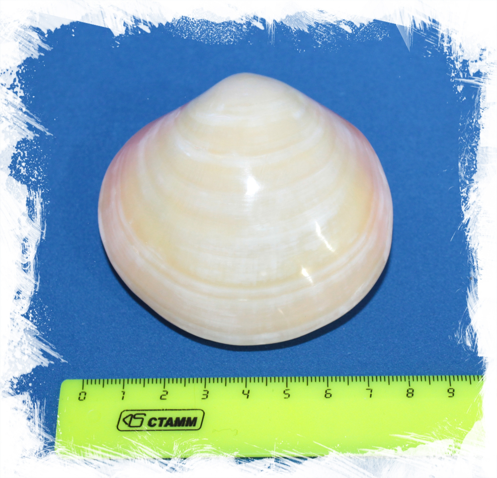 Кодакия Тигерина Полированная