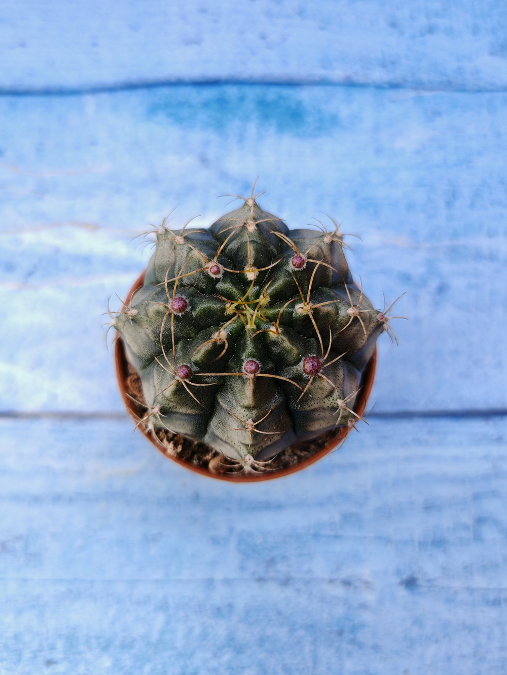 Gymnocalycium Friedrichii (Гимнокалициум)