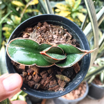 Сансевиерия BANANA