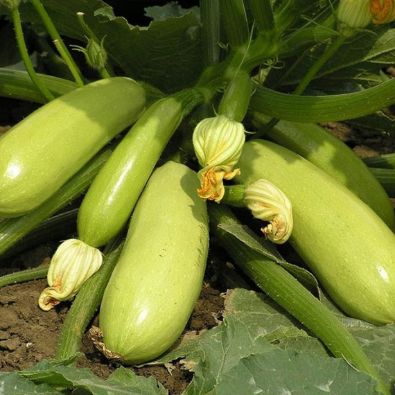 Искандер F1 семена кабачка (Seminis / Семинис) культура
