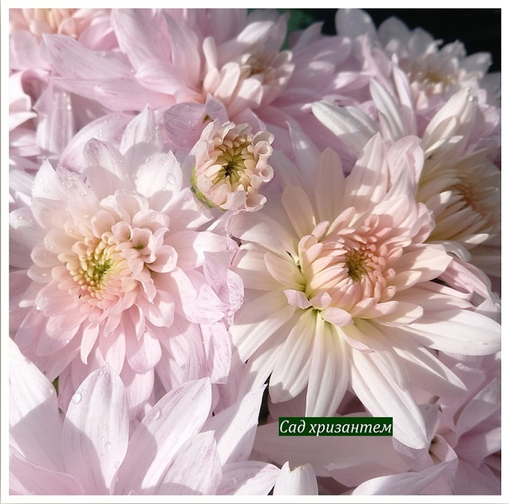 Хризантема одноголовая Calabria Deep Pink ☘ о.  (отгрузка  Сентябрь)