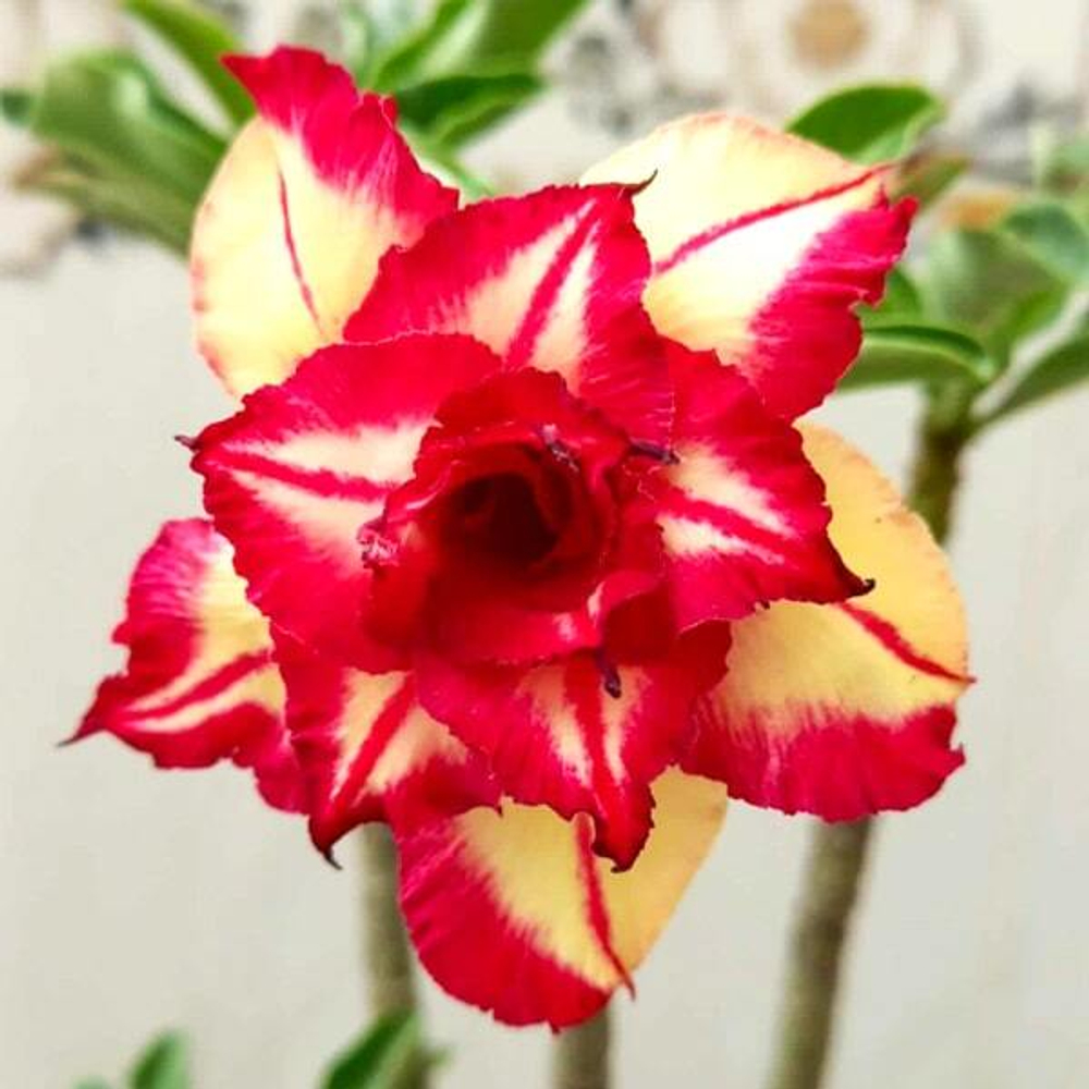 Адениум PLAI FON