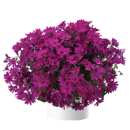 ЕВРО Цинерария