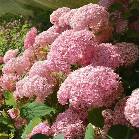 Гортензия древовидная Пинк Анабель (Hydrangea arborescens 