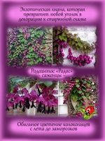 Рододендрон Нова Зембла морозостойкий