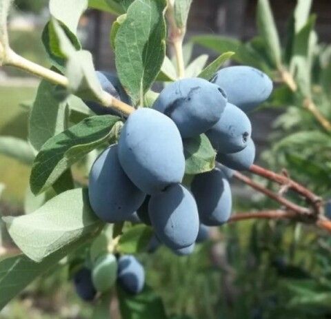 Жимолость Берель