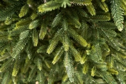 Искусственная ель Итальянская 180 см., литая хвоя+пвх, Max Christmas (ЕСИ18)