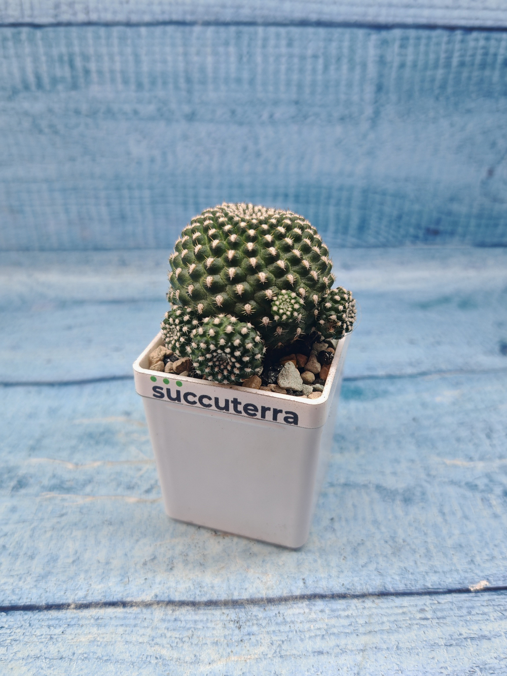 Sulcorebutia Heliosoides (Сулькоребуция)
