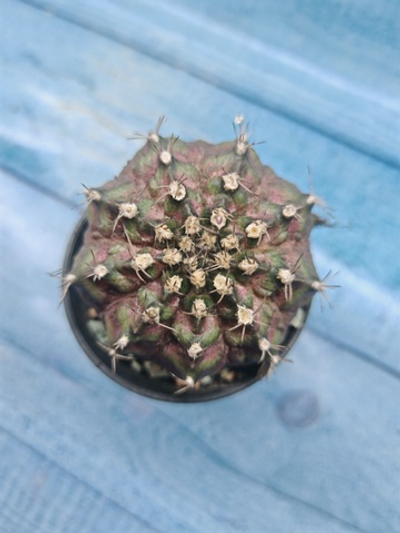 Gymnocalycium T-Rex Pink hybride (Гимнокалициум T-rex)