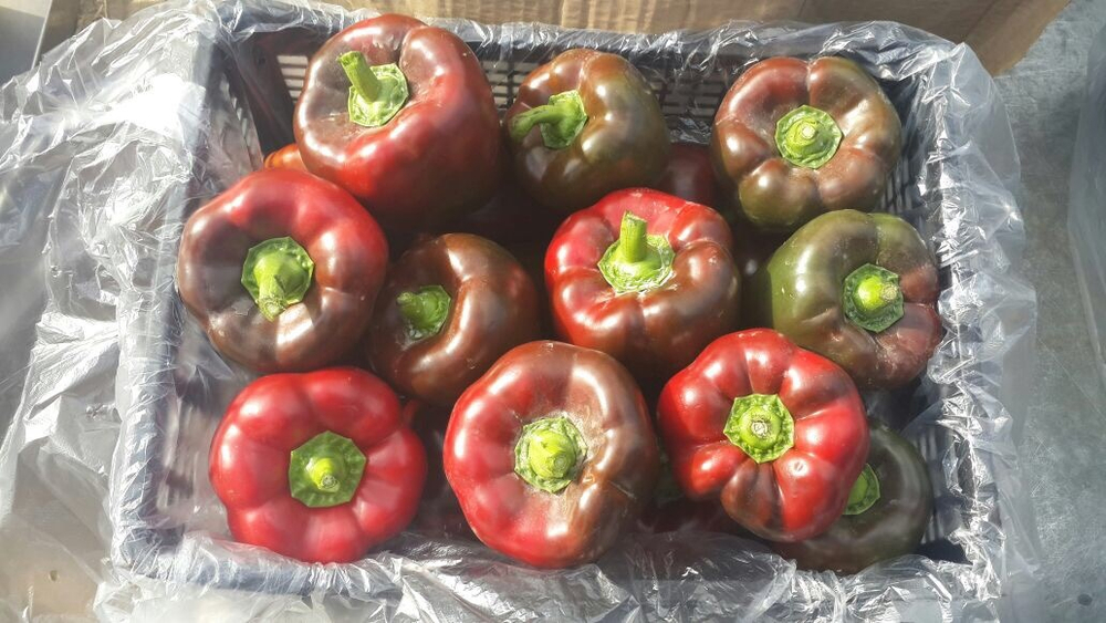 болгарский красный перец. зеленый перец, желтый перец- Египет