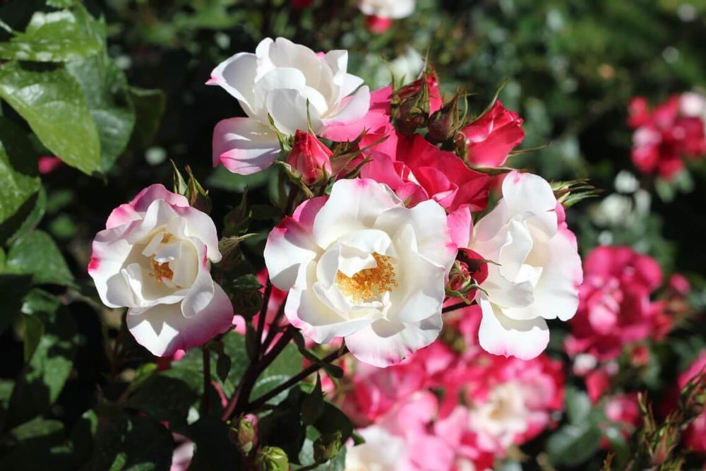 Окки ди Фата (Occhi Di Fata)