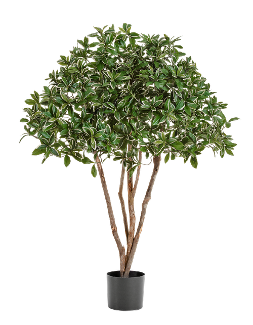 Эонимус (Бересклет) Японский зонтичный