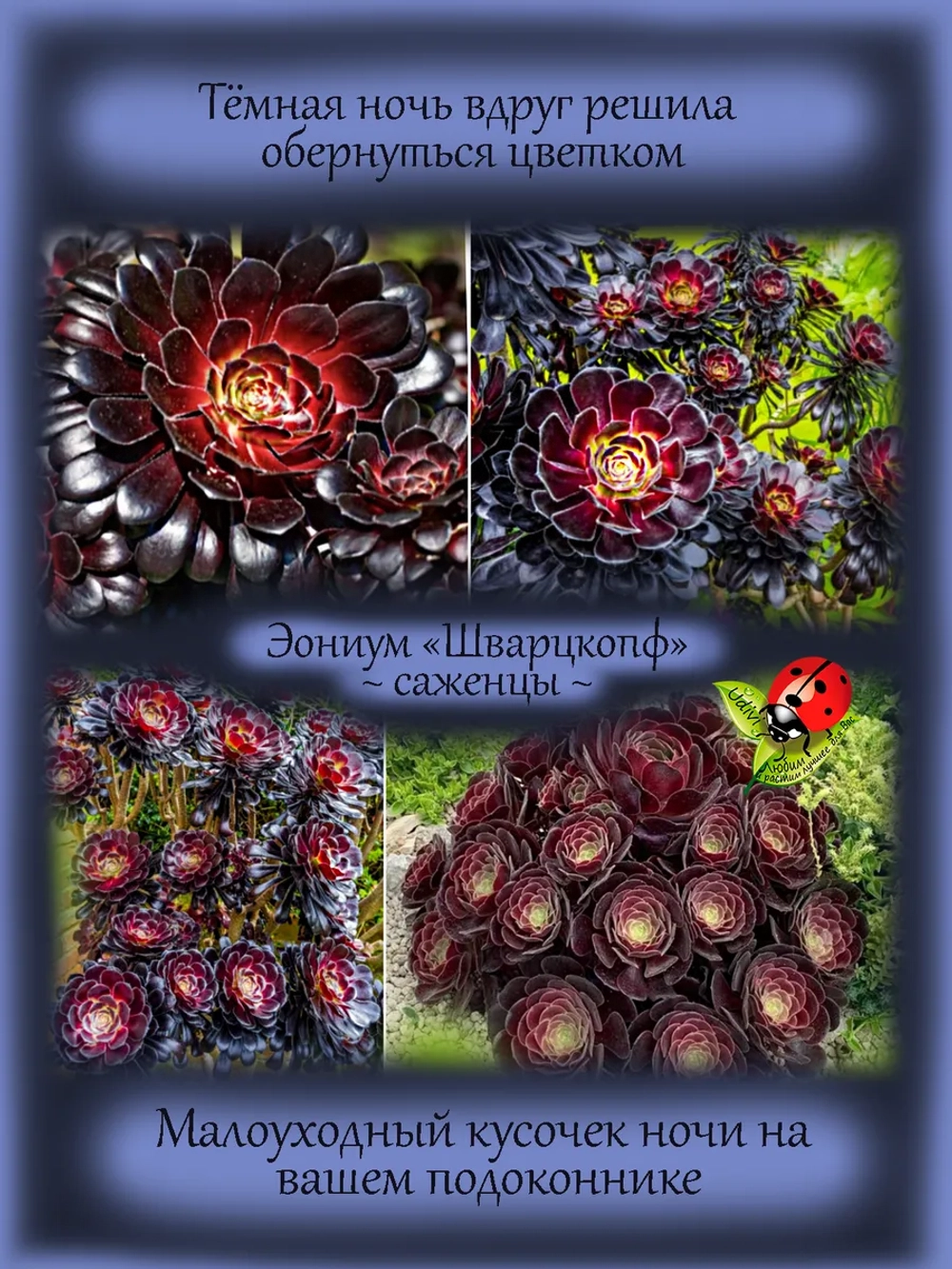 Эониум Шварцкопф чёрный