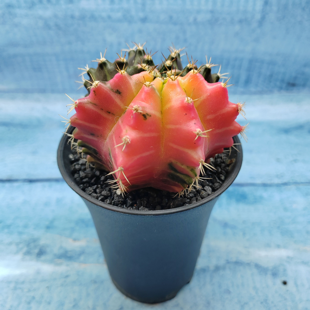 Gymnocalycium Variegata (Гимнокалициум Вариегатный)