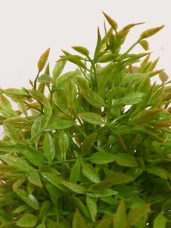 Бонсай "Кустовой" 7*18 см  МИКС