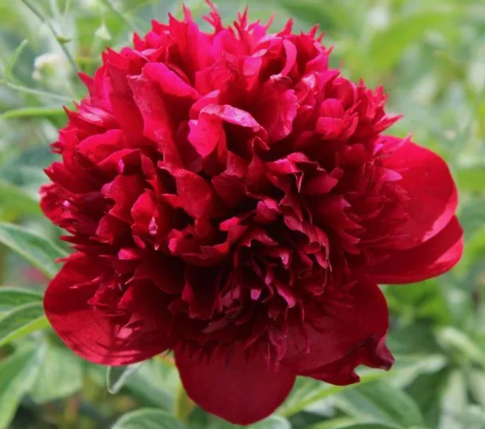 Пион Ред Меджик ОКС 3-5 почек