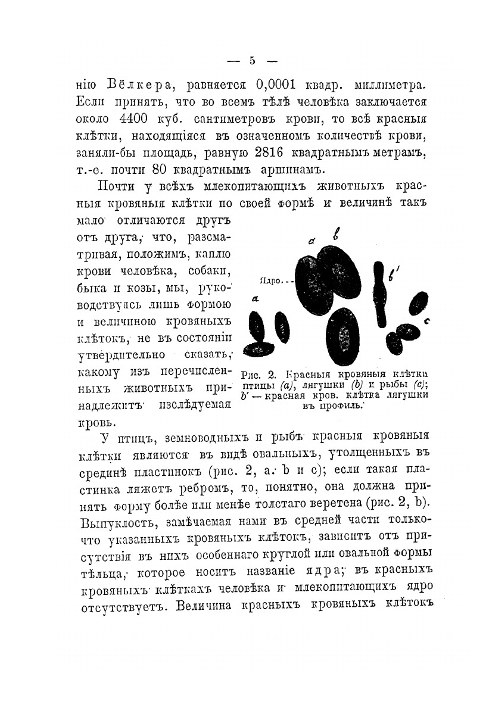 Кровь | А.С. Догель