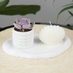 Набор суккулент в кашпо + свеча №1