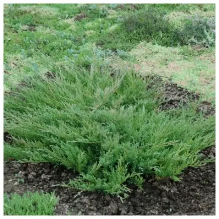 Можжевельник Андорра Компакта (Juniperus horizontalis Andorra Compact) р9 август 2026 г