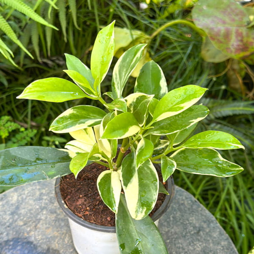 Фагрея цейлонская вар – Fagraea ceilanica var