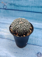 Astrophytum Asterias (Астрофитум)
