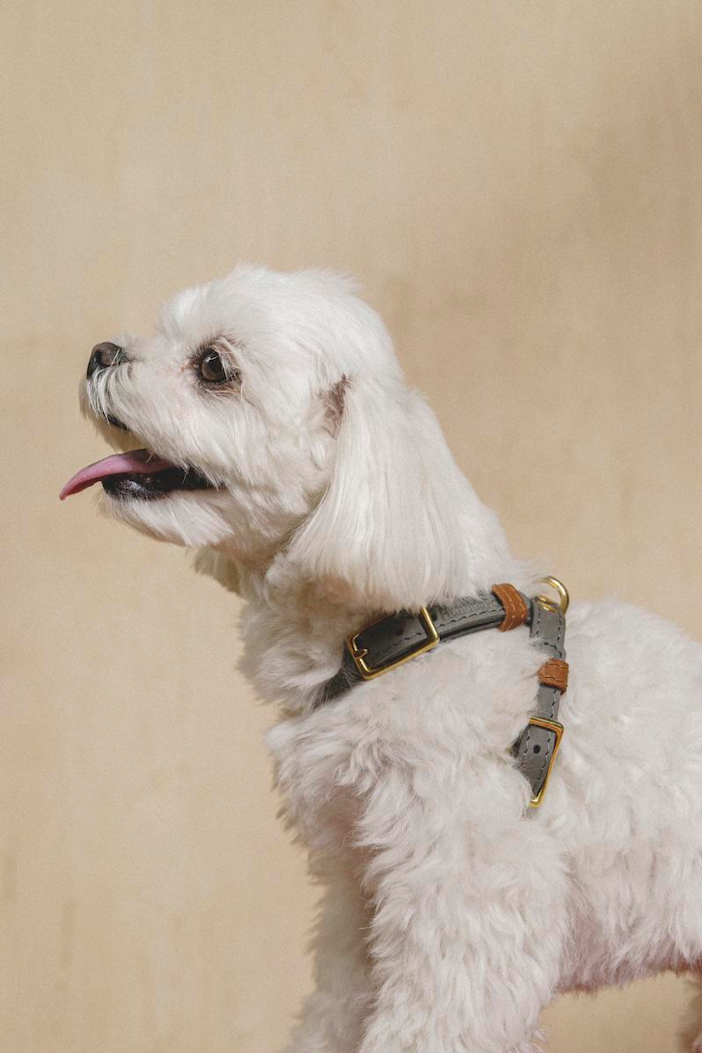 Шлейка "Пони-гулёни" Графит и рыжий