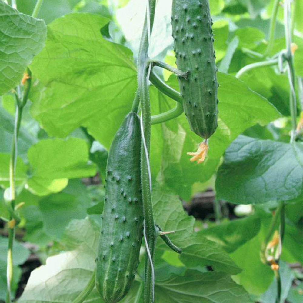 Эстафета F1 семена огурца пчелоопыляемого (Гавриш)