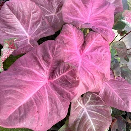 Каладиум MUANG MONGKOL – AUSPICIOUS PURPLE