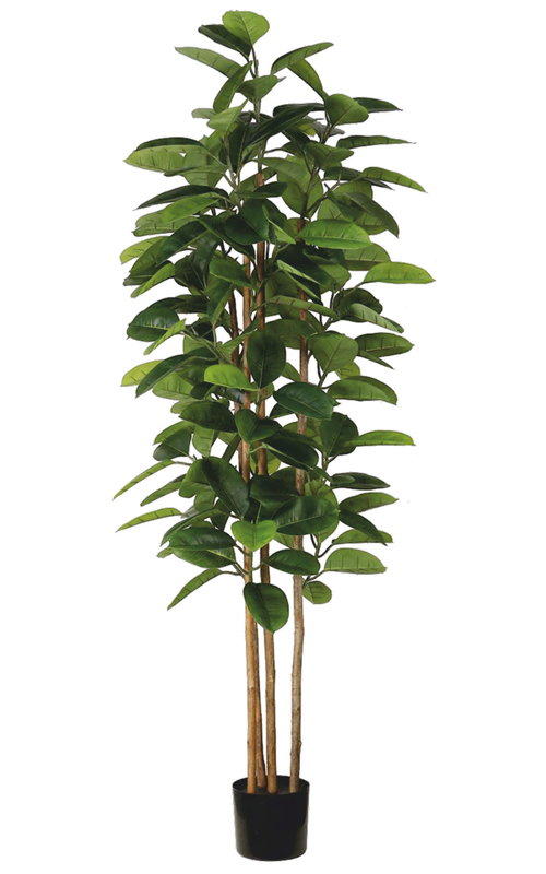 Фикус Эластика зеленый 180 см.