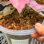 Сингониум PINK PERFECTION PINK ON PINK