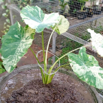 Колоказия PINK CHANTHABUN