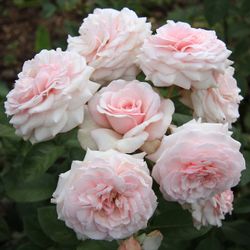 Роберто Капуччи (Roberto Capucci)