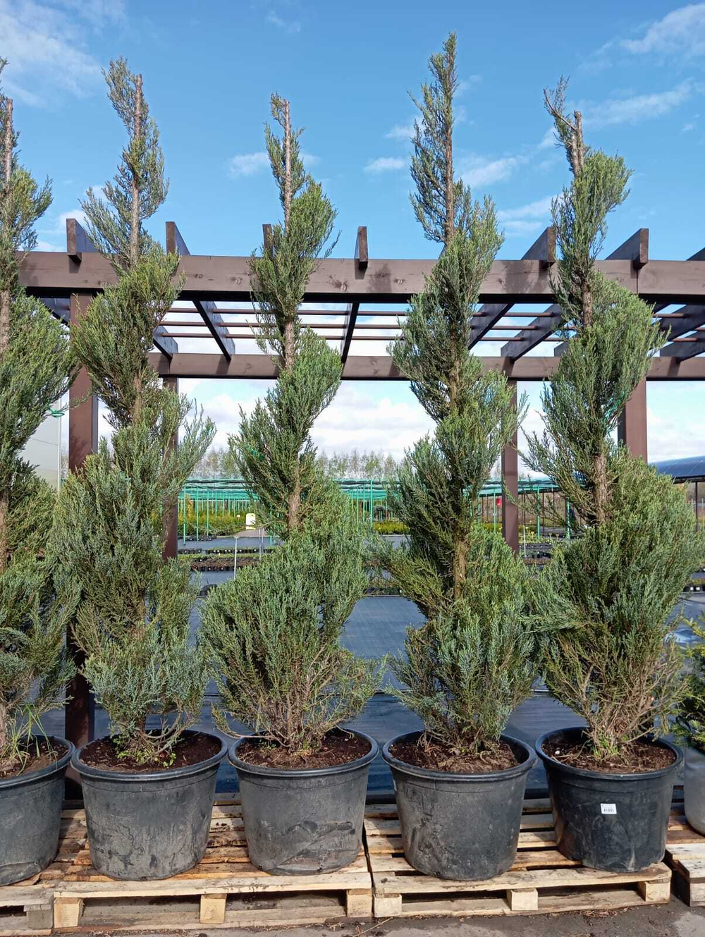 Можжевельник скальный Скайрокет (спираль) С60 300-350