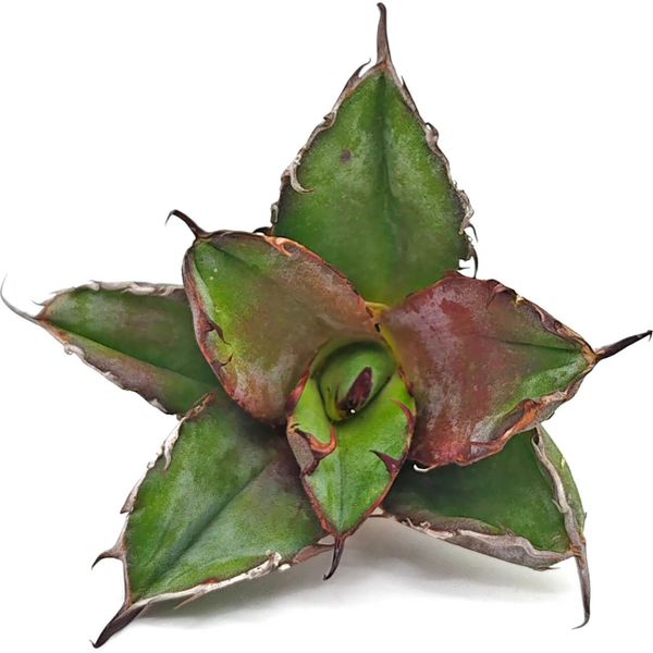 Агава Титанота Гнома