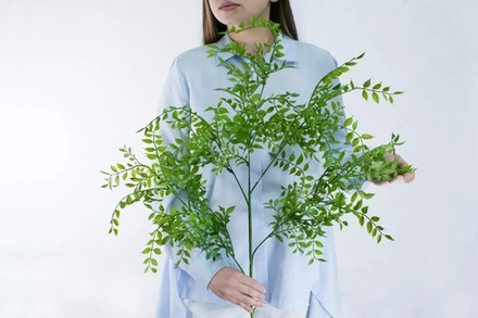 Ветка Рускус Иглица