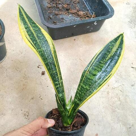 Сансевиерия GOLDEN FLAME MUT