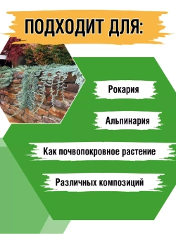 Можжевельник горизонтальный Вилтони саженцы хвойных