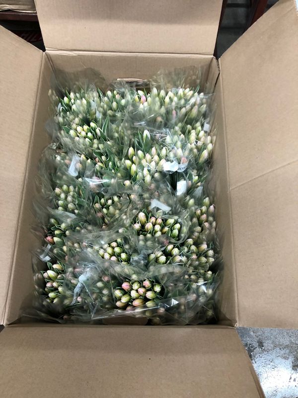 500 тюльпанов (1 коробка) - 70 руб. за штуку #350