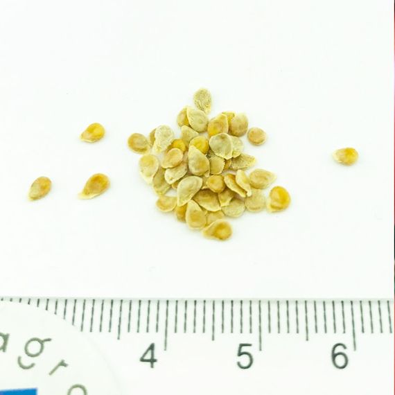 АМФИОН F1 семена томата Vilmorin семена