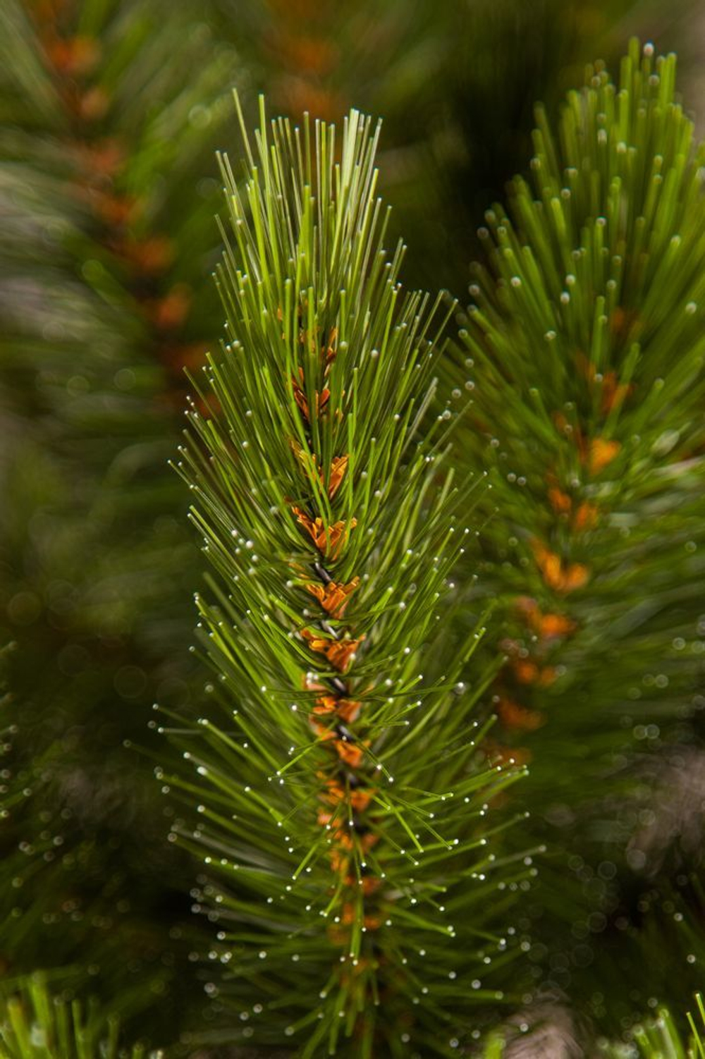 Ель Лесная красавица Стройная 155см зеленая Triumph Tree