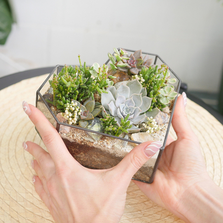 Готовый флорариум с суккулентами Сердце 16см органик