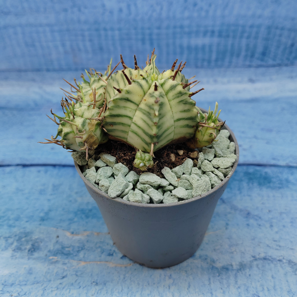 Euphorbia meloformis f. Variegated (Эуфорбия вариегатная)