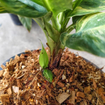 Банан вариегатный CAVENDISH DWARF