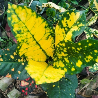 Небольшое добавление в предзаказ кротонов из Индонезии