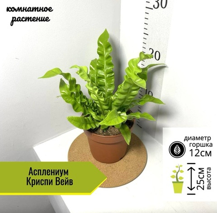 Асплениум Криспи Вейв, Папоротник, D12см H25см, 1шт, Нидерланды