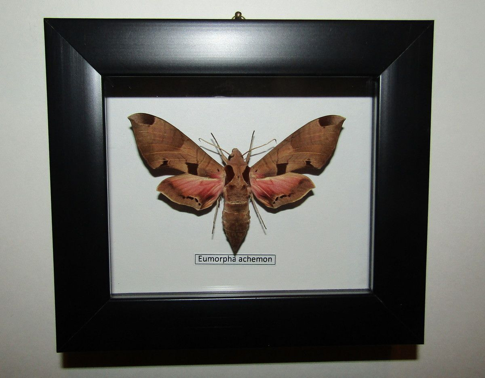 Бражник Eumorpha achemon в рамке