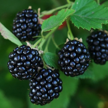 Ежевика ранняя Полар