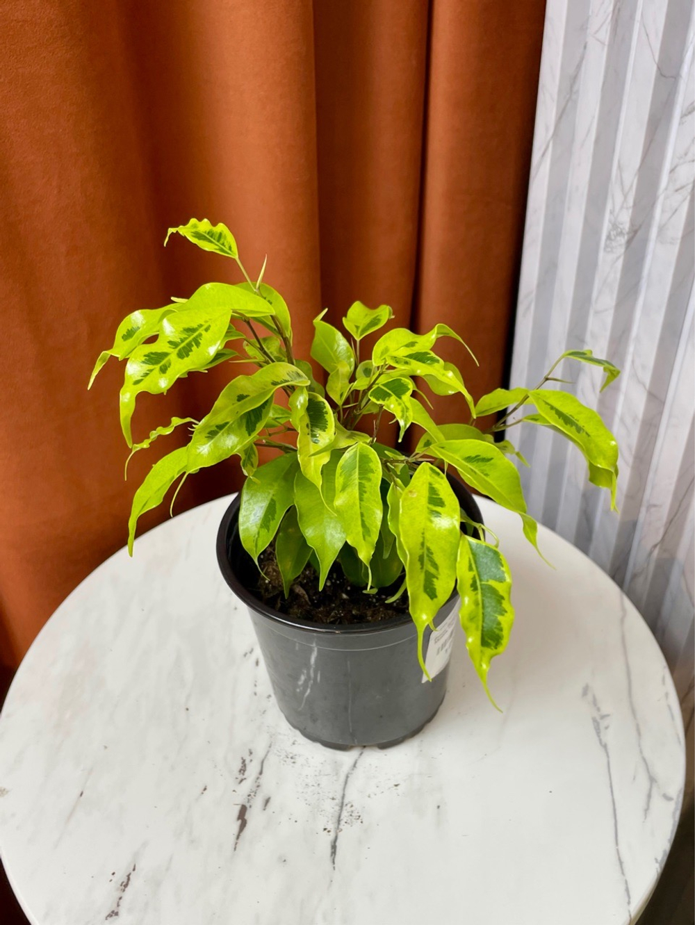 Фикус Бенджамина Голден Моник, D11см H35см, 1шт, Россия