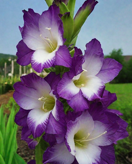 Гладиолус крупноцветковый Нори луковица март 2026