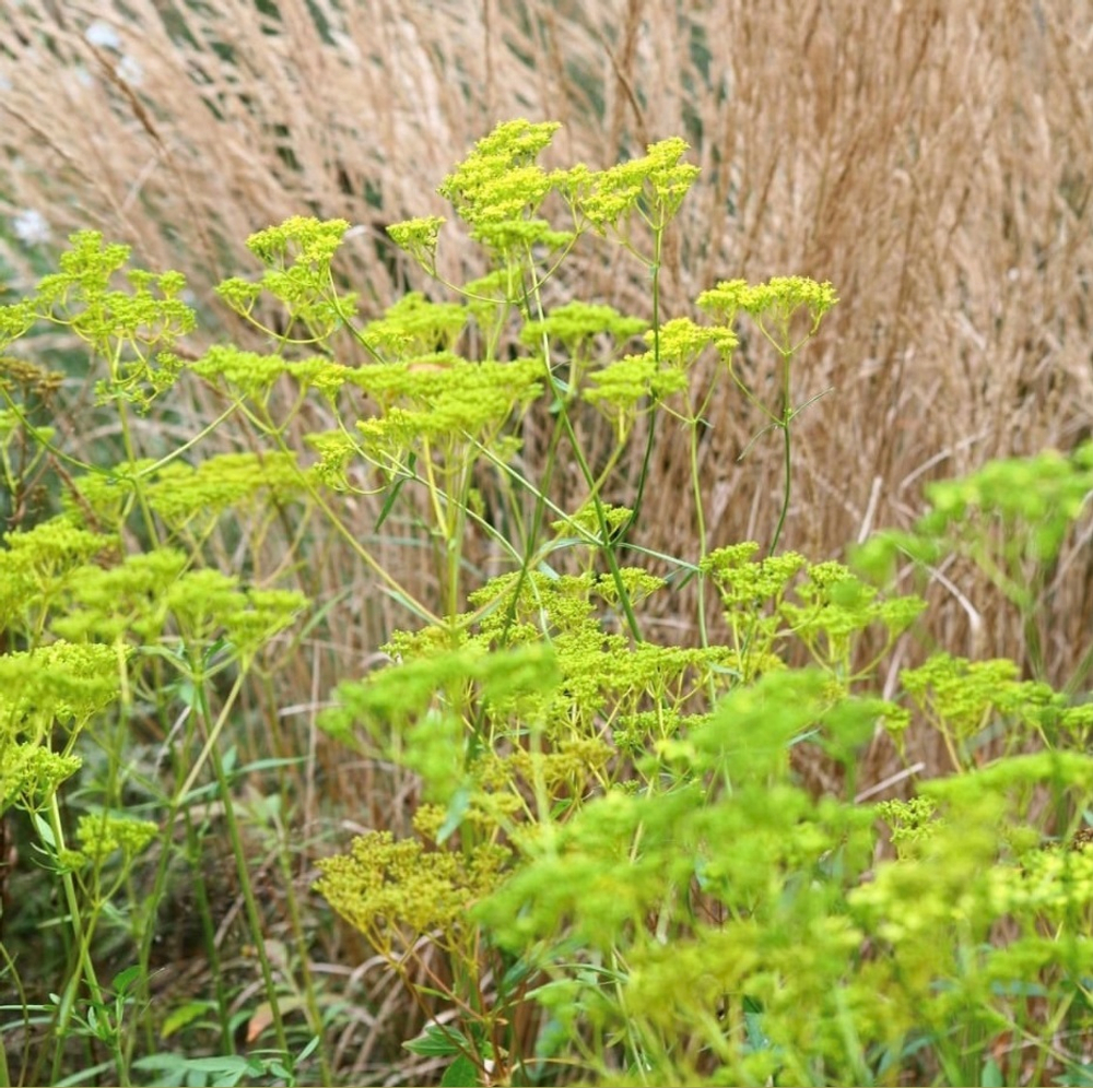 Патриния скабиозолистная. Patrinia scabiosifolia.